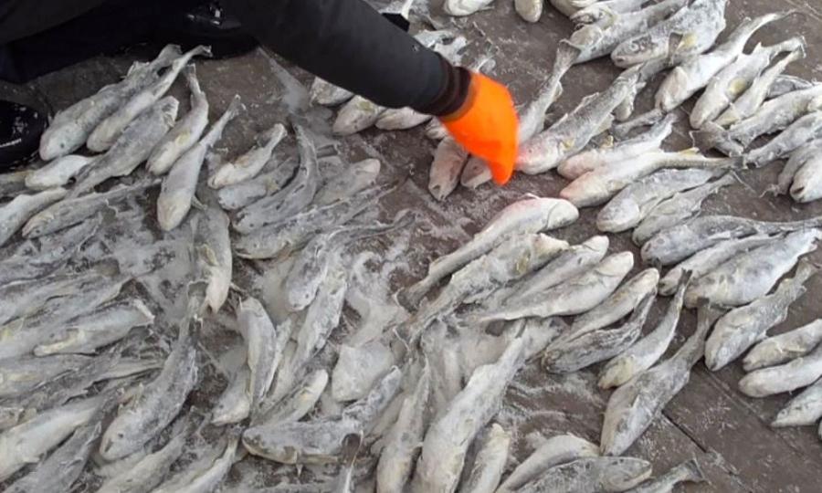 Крупный канал поставки возможно незаконно выловленной рыбы перекрыли оперативники пограничного управления ФСБ