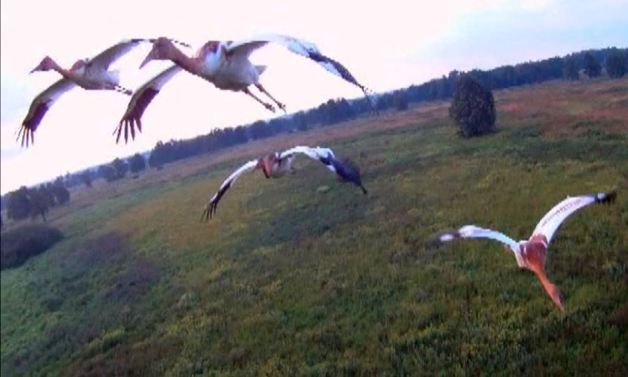 В Ямало-Ненецком округе возобновлена программа по восстановлению популяции белого сибирского журавля